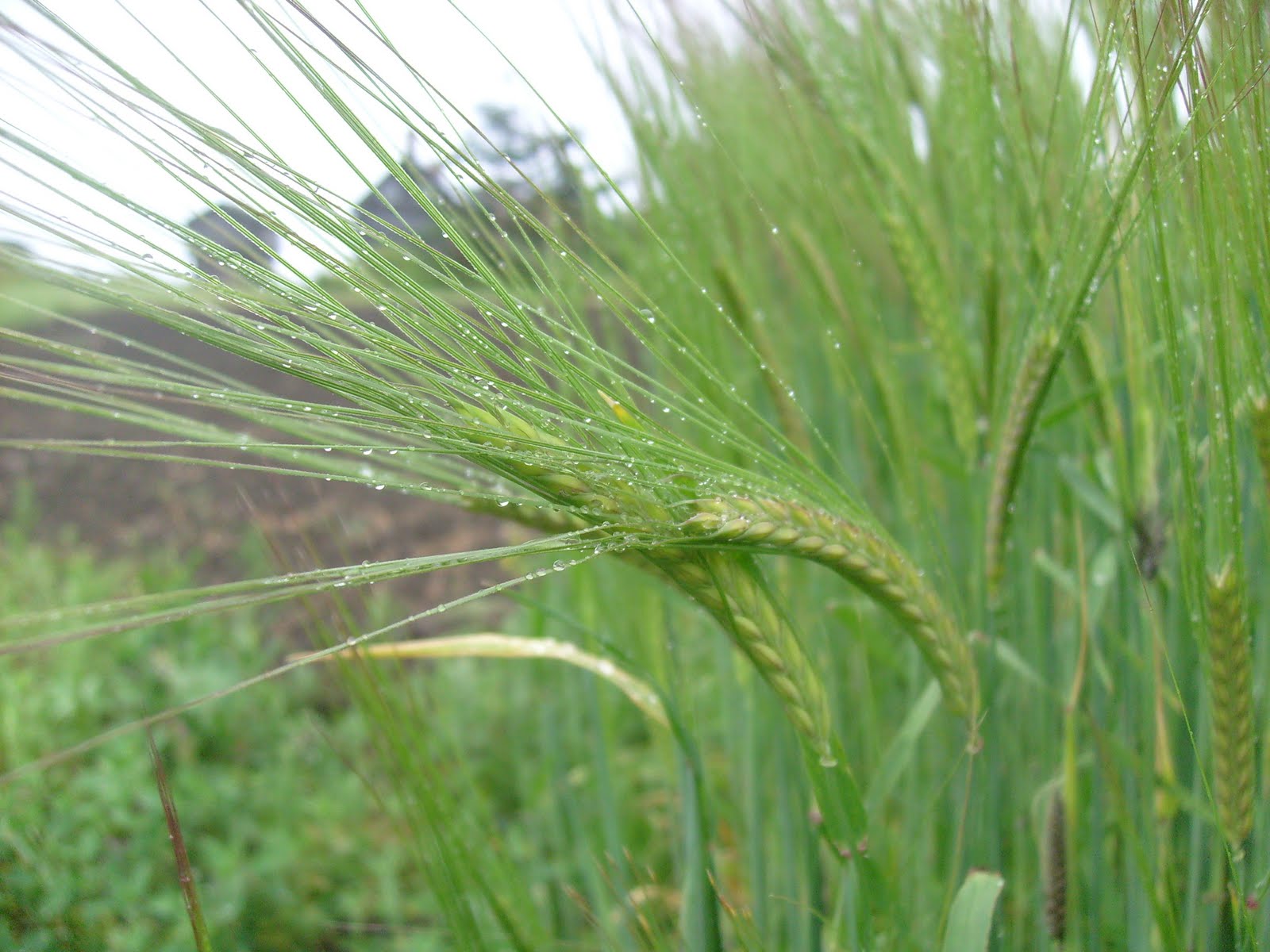 Ebey�s Forever Barley