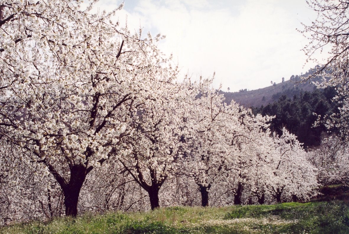 [flor+3.JPG]