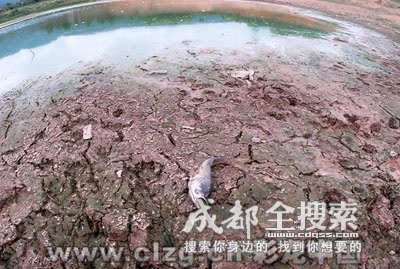 [哭泣的鱼儿.php]