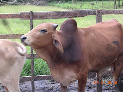 LEMBU BERKUALITI TINGGI: Lowline Angus, Brahman dan Kacukan Tempatan