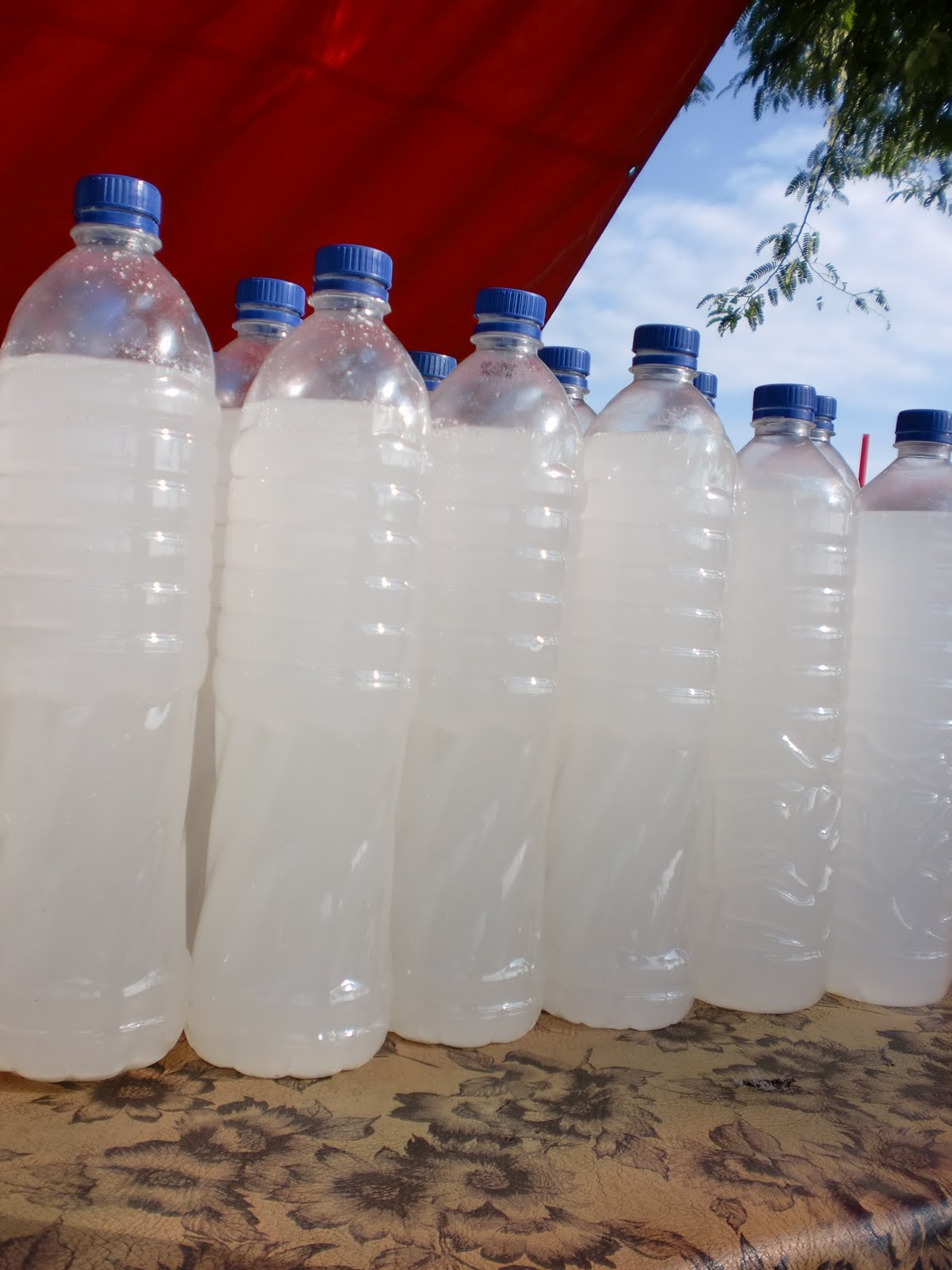 .: Buah Siwalan Adalah Buah Asli Indonesia