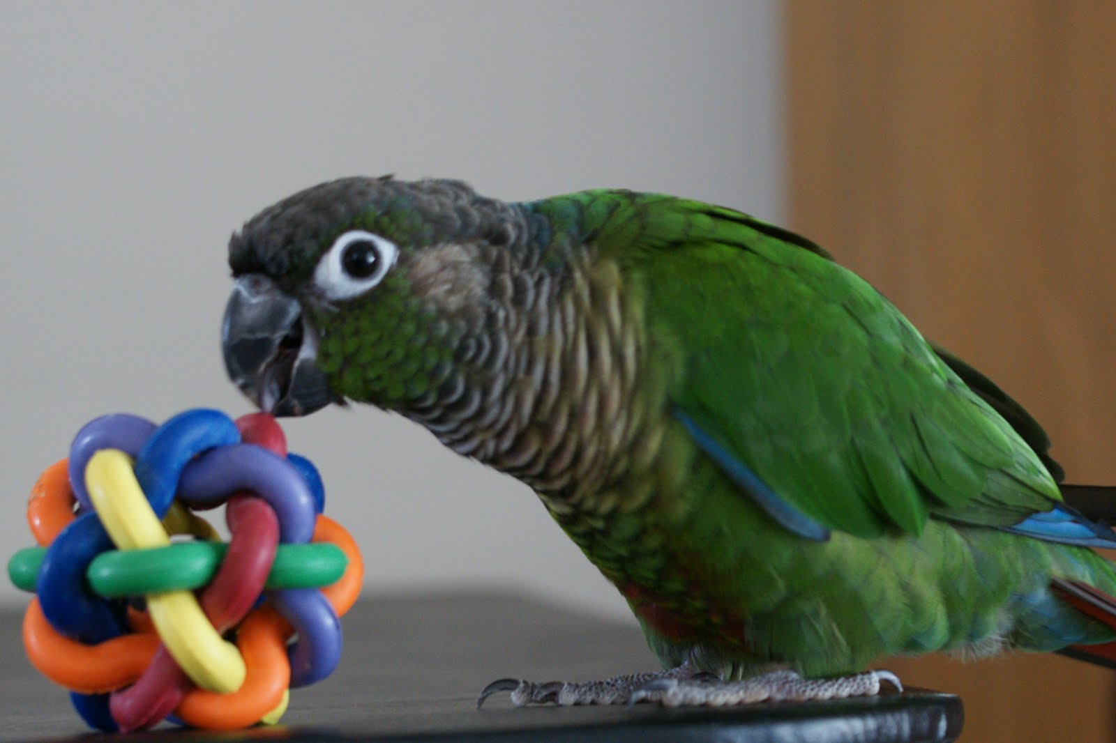 Florida Gems Riley The Greencheek Conure