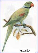 cotorra de las Seychelles Psittacula wardi aves extintas de las Seychelles