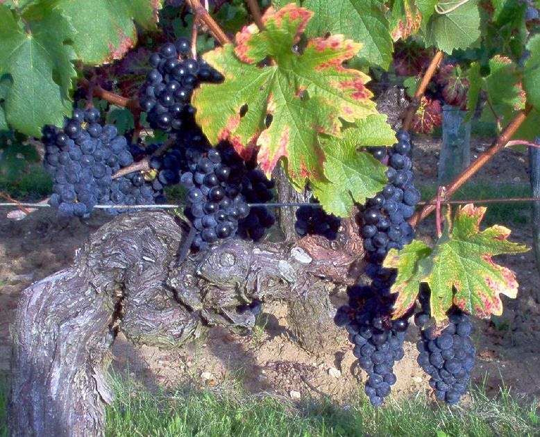 Le sermon du dimanche matin Parabole de la vigne et des sarments Jean