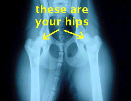 [Hips.bmp]