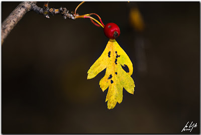 crataegus monogyna