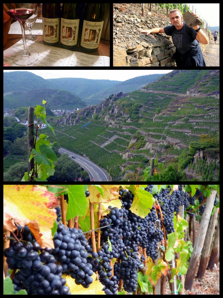 Mayschoss Rundweg 1 Rund Um Die Saffenburg