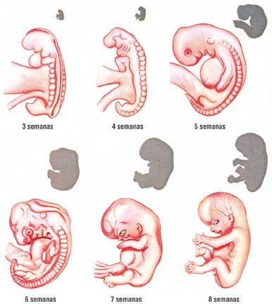 cuarta semana de desarrollo embrionario pdf free