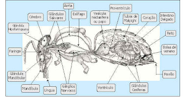 Anatomia interna de uma abelha