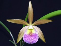 Orquídea 2