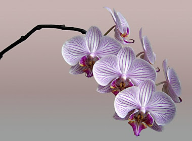 Phalaenopsis