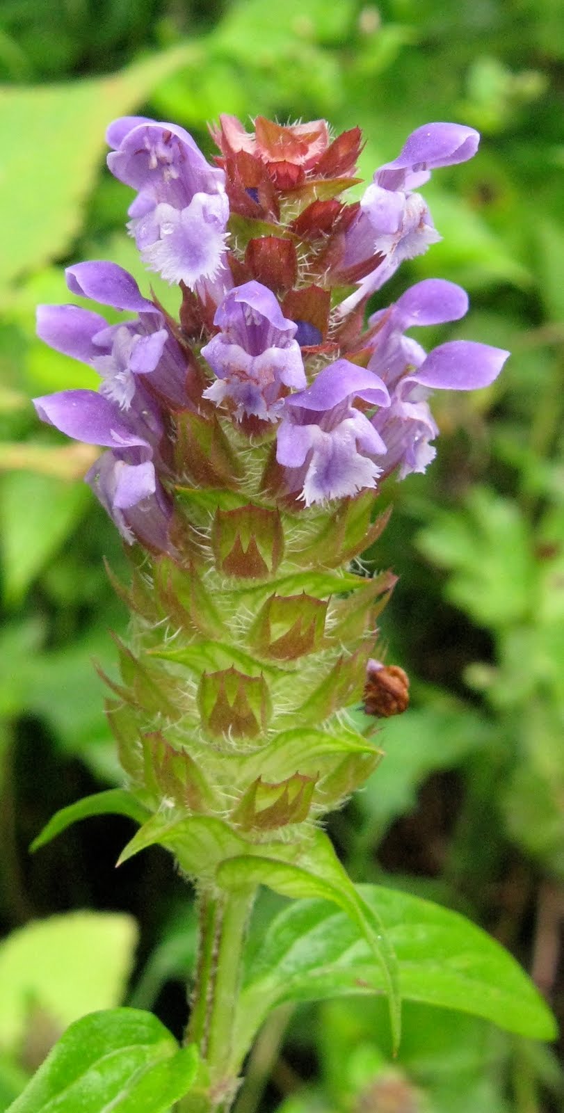 Retirement Daze Smoky Mountains 4 Wildflowers on Balsam Retirement Daze Smoky Mountains 4 Wildflowers on Balsam
