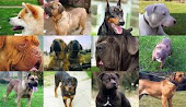 TRATAMIENTOS/EDUCACIÓN PARA  PERROS CALIFICADOS POTENCIALMENTE PELIGROSOS