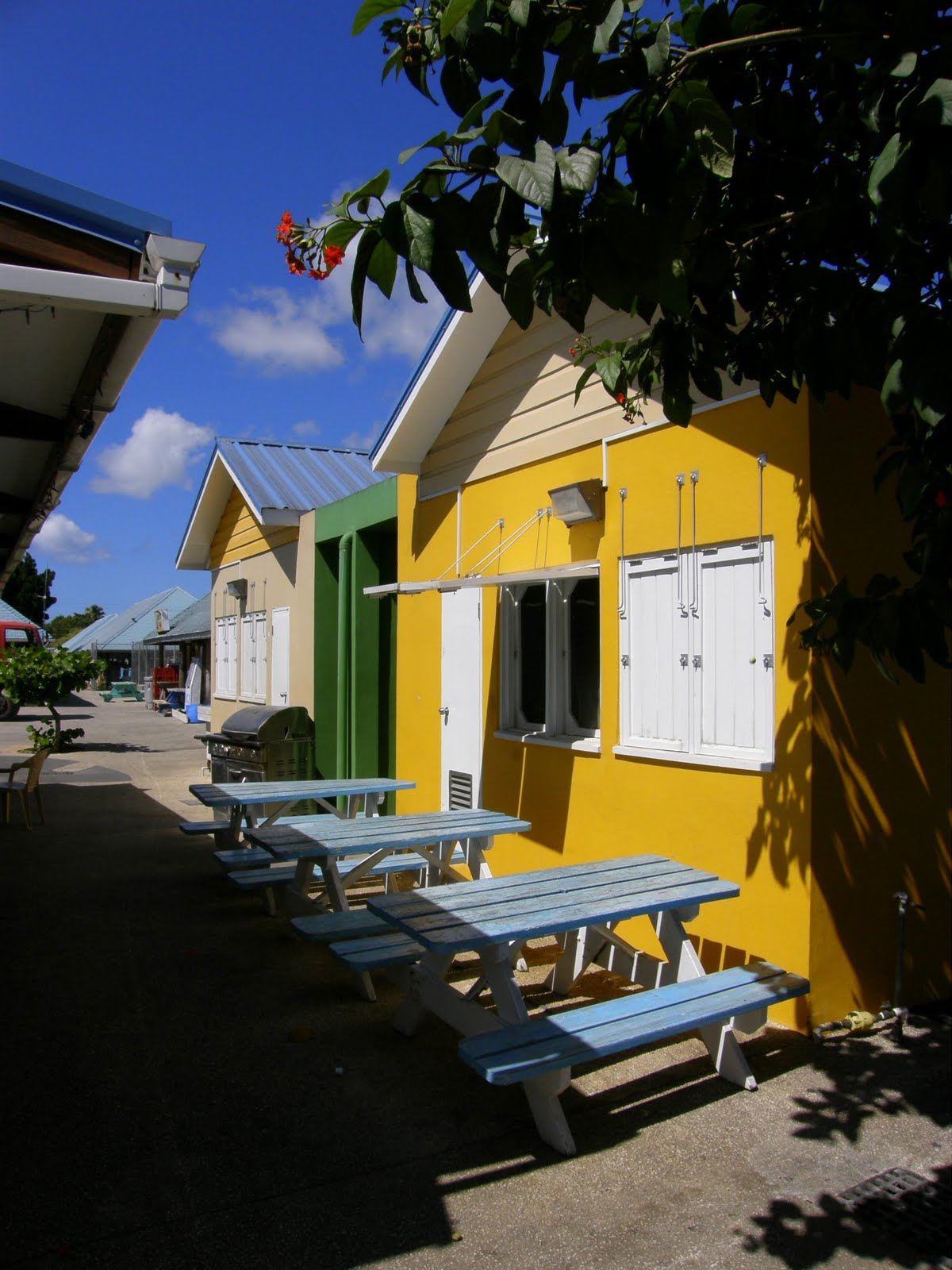 A Bajan Tour Girl Exploring Barbados The Barbados Flying Fish. The