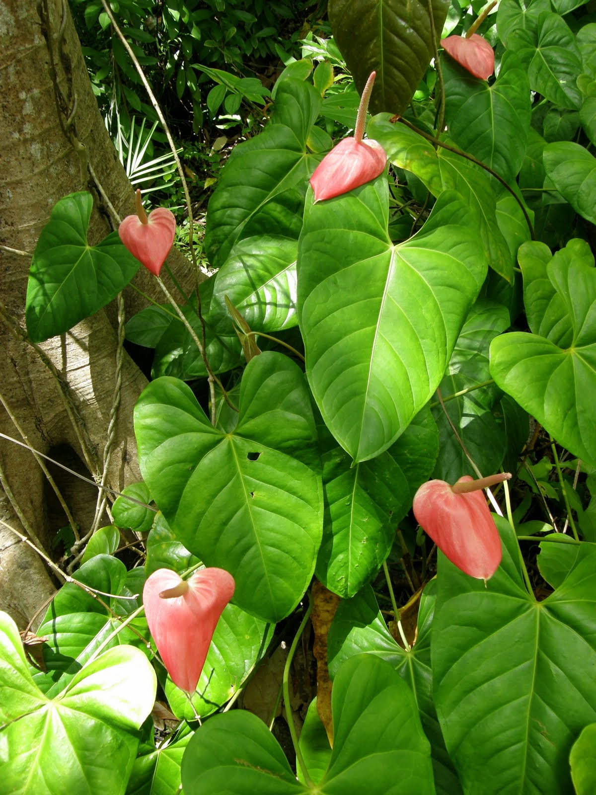 A Bajan Tour Girl Exploring Barbados Flower Forest Barbados A Lush