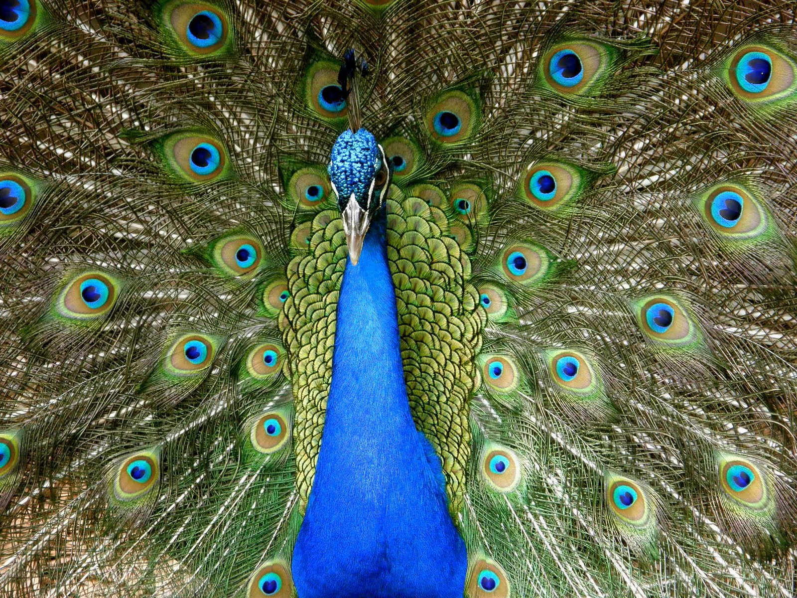 A Bajan Tour Girl Exploring Barbados: The Barbados Wildlife Reserve