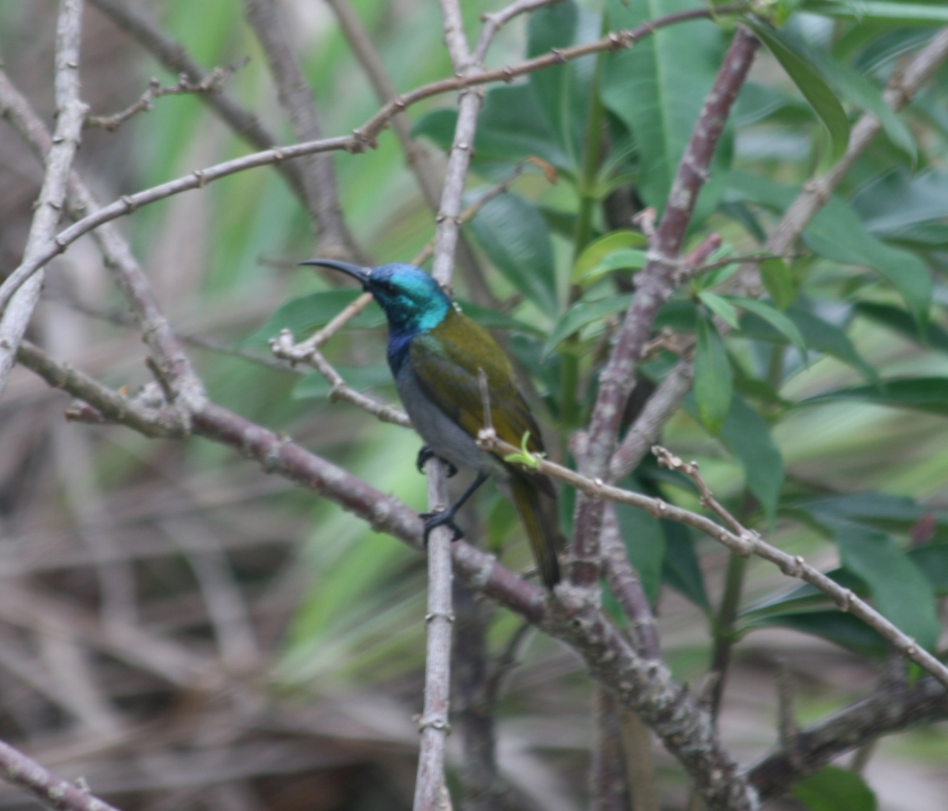 [Green-headed+Sunbird+Sette+Cama+0710.JPG]