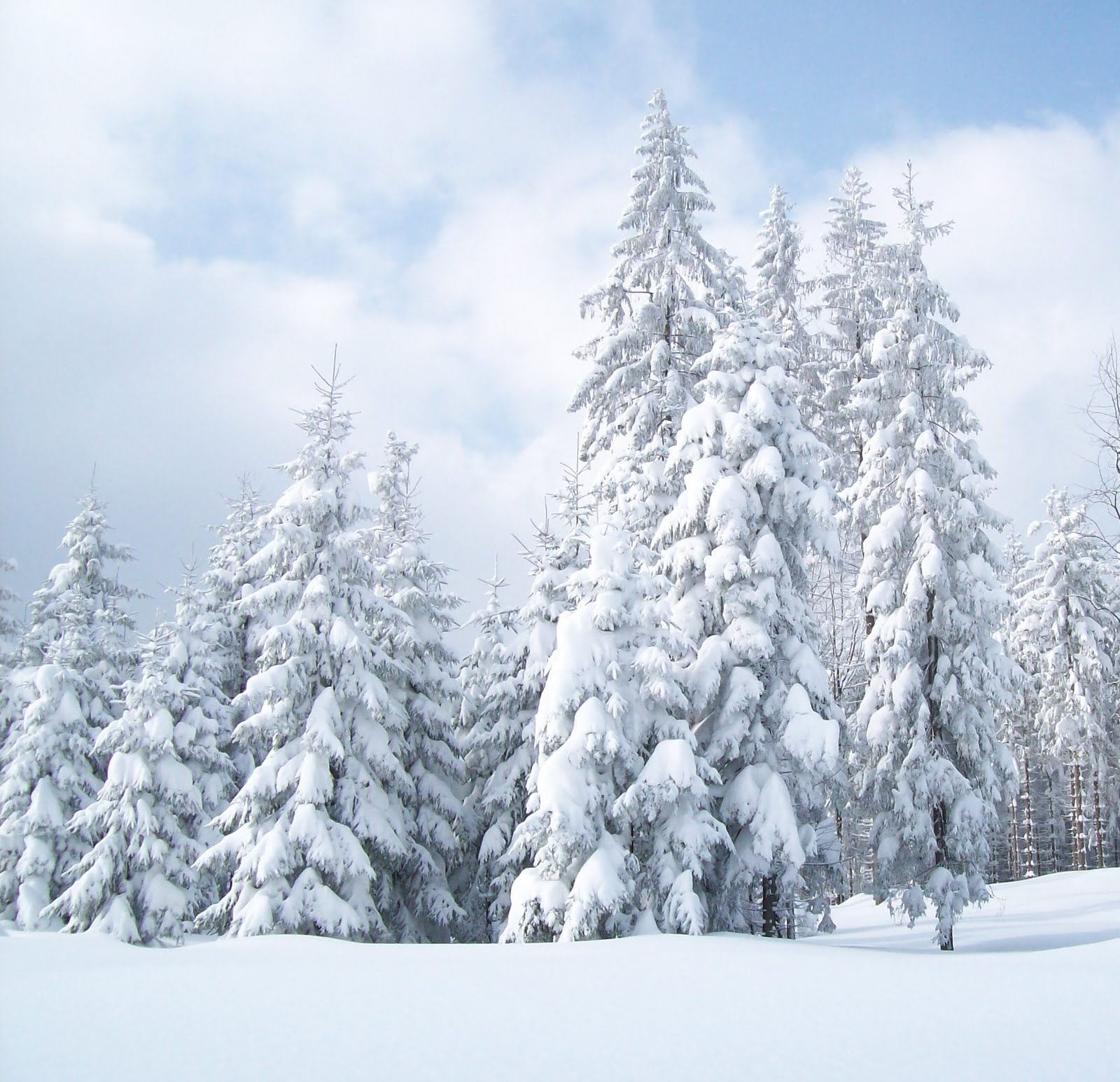 [Snow_Landscape_by_ToumeiNingen.jpg]
