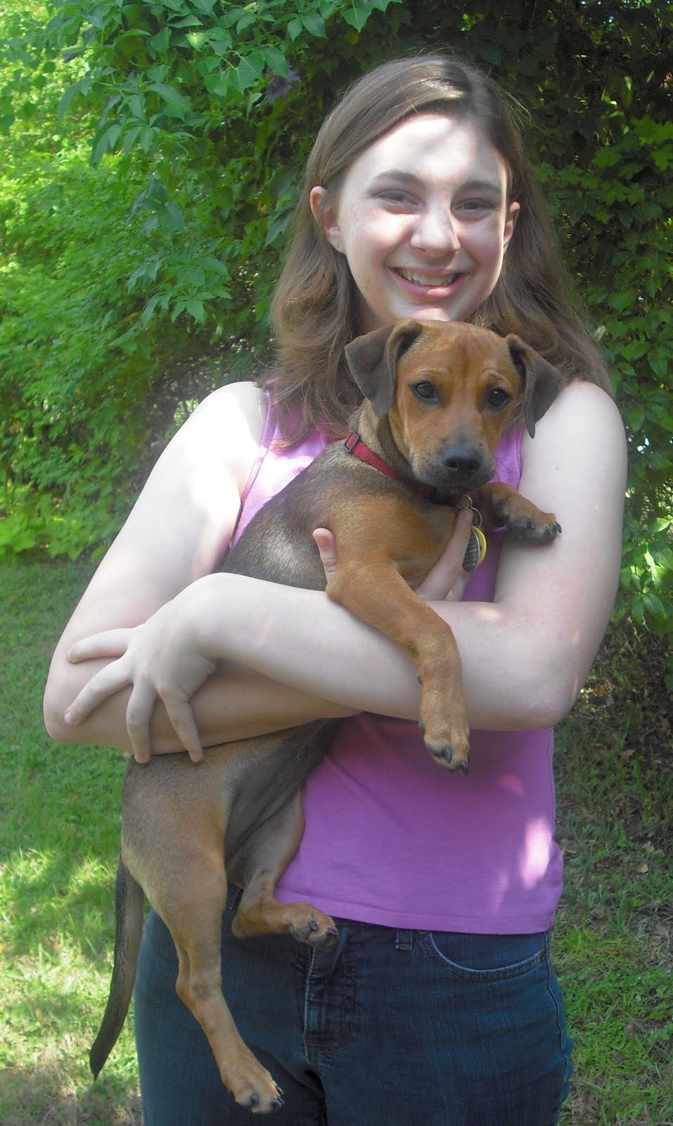 25 Dachshund Puppies Mobile Alabama Photos