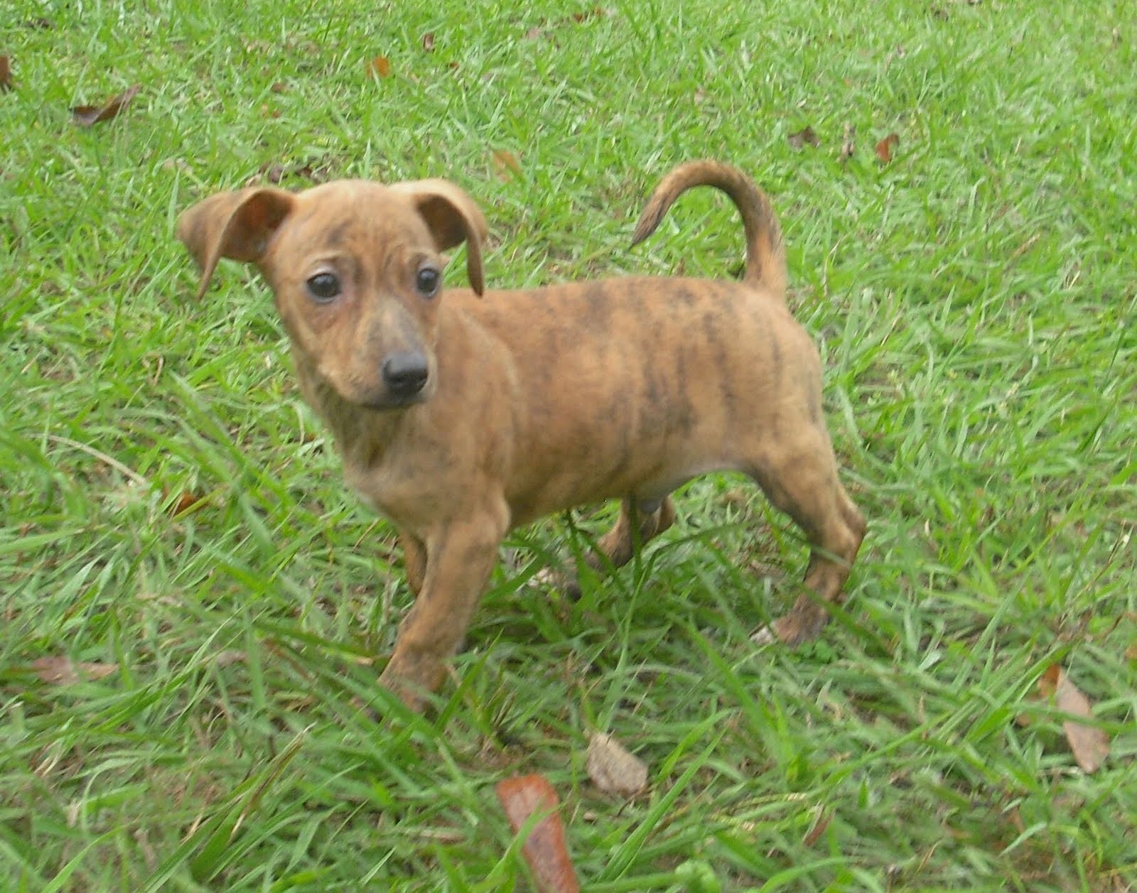 sheltie dachshund mix
