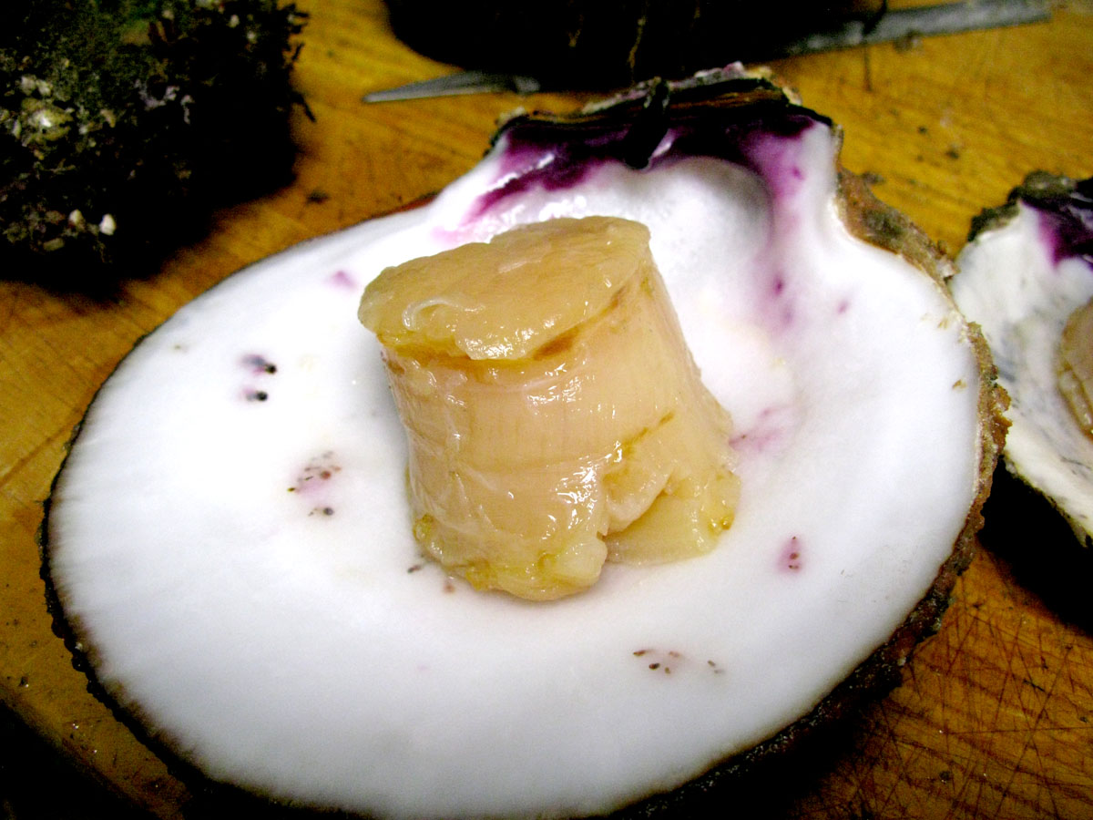 Ocean Sports Scuba & Freediving in Lompoc,CA. Full Service Dive Shop w/PADI Certs & more! BIG