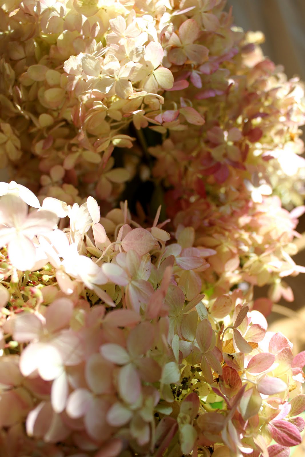 [hydrangea-1.jpg]