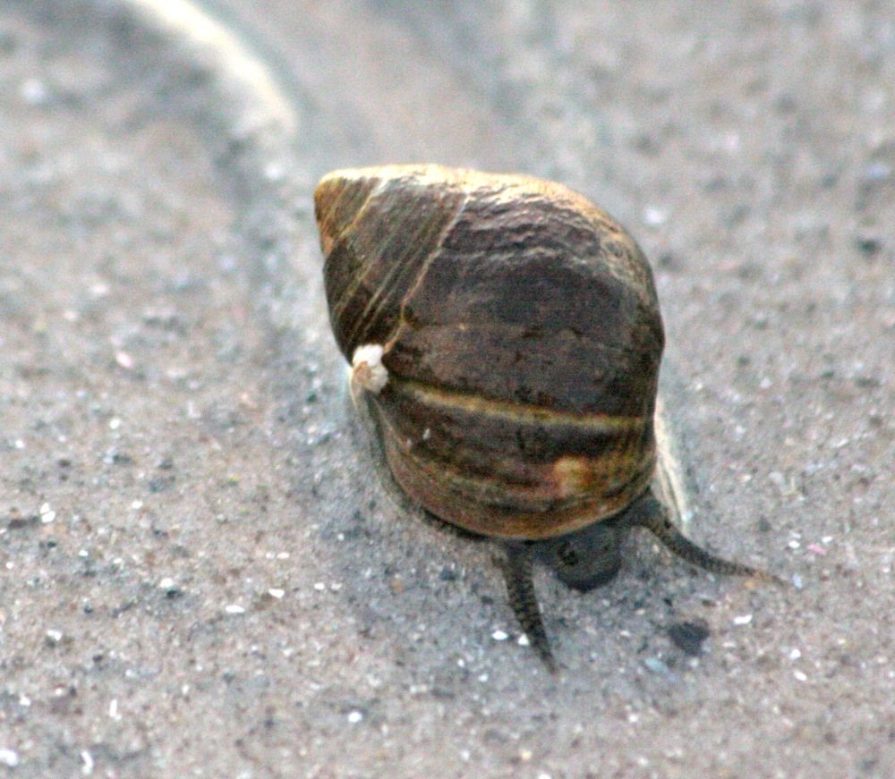 serendipitous snail trail