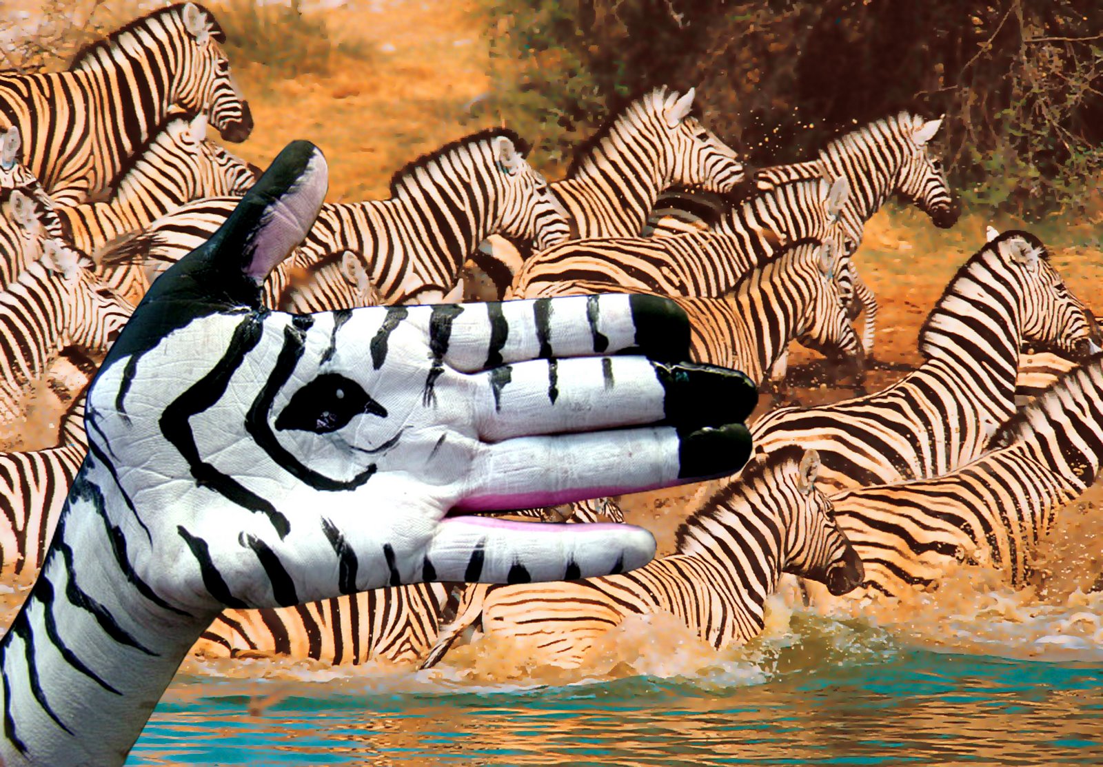 [zebras+copy.jpg]
