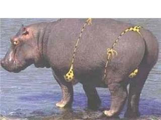 Hippo in a bikini.