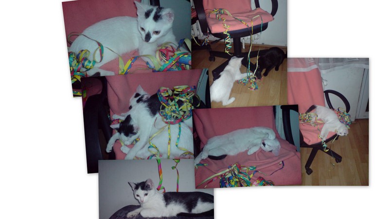 [koty+karnawaÅ .jpg]