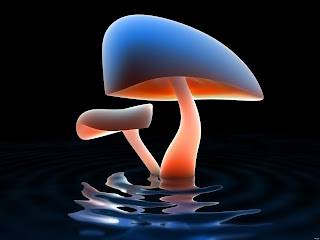 the Digital Mushrooms