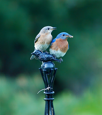 Transit Notes: NOTHING BUT BLUEBIRDS