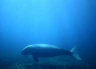 Dugong = Endangered Species