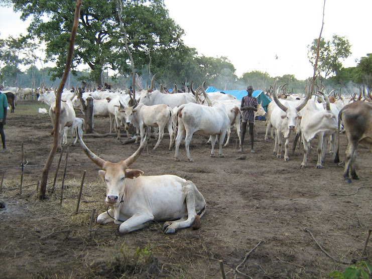 Dinka Cattle Camp