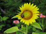 [SunflowerWithBeeBlog.jpg]