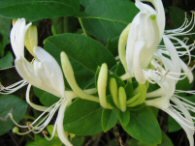 [Honeysuckle2Blog.jpg]