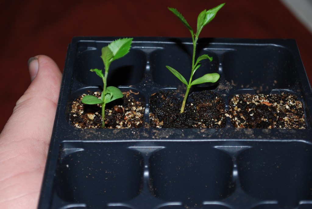 From Seed To...... May 2010