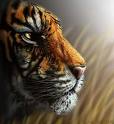 [tigre1.jpg]