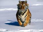 [tigre5.jpg]