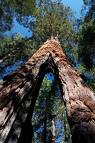 [sequoia+2.jpg]