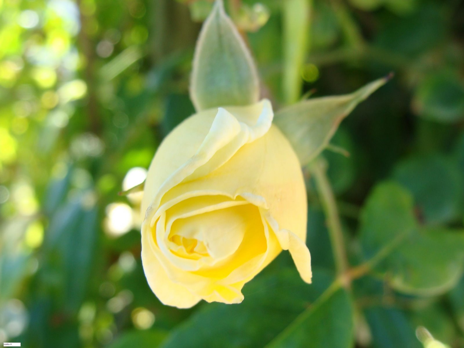 [DSC07444.JPG]