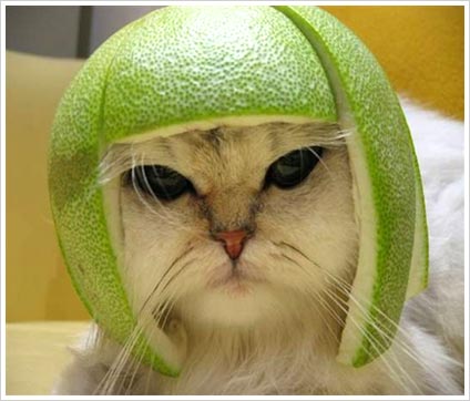 Funny Pics Funny Pics