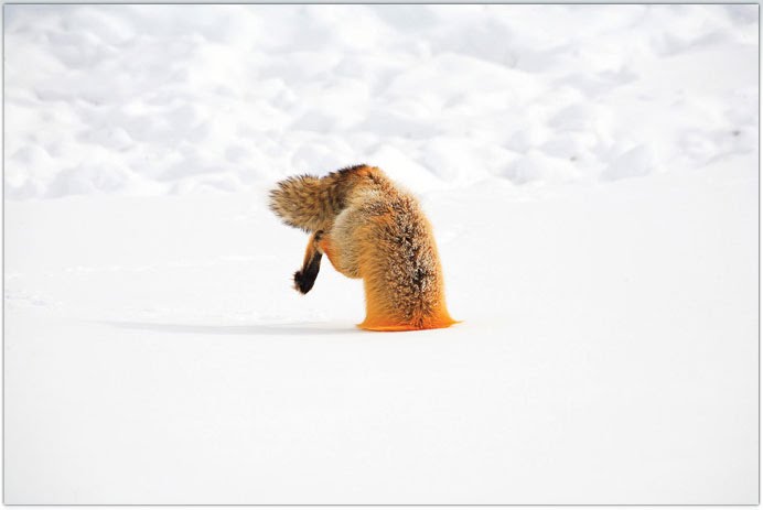 [raposa+na+neve.bmp]