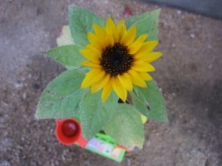 小学一年生さっちゃんのミニひまわりの観察日記 ６月２４日 ミニひまわりが咲いたよ