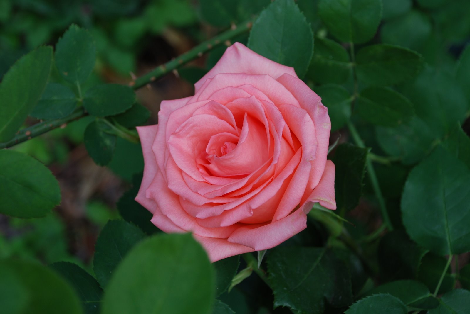 [DSC_0004.JPG]