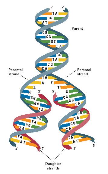 Replicating Dna
