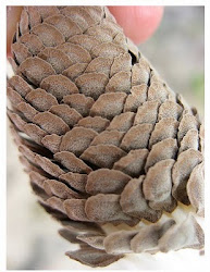 Milkweed Seeds