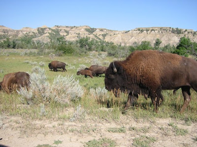 Buffalo in Theodore Roosevelt National Park
