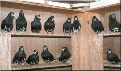 kuscularin bulusma noktasi