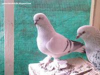 Şebab Güvercinleri